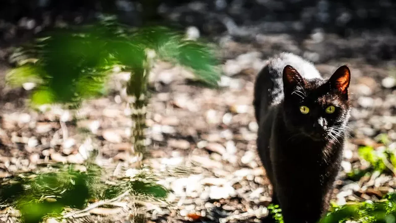 Caminhada diária de gatos equivale a 4 voltas no Coliseu, diz estudo