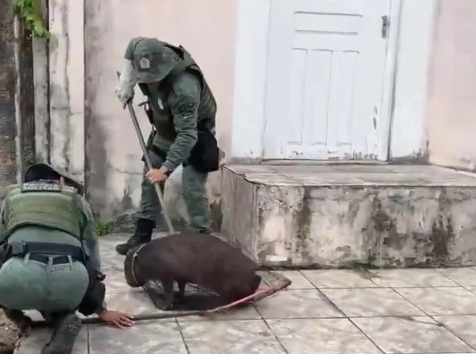Capivara ferida é resgatada pela Polícia Militar em Maceió