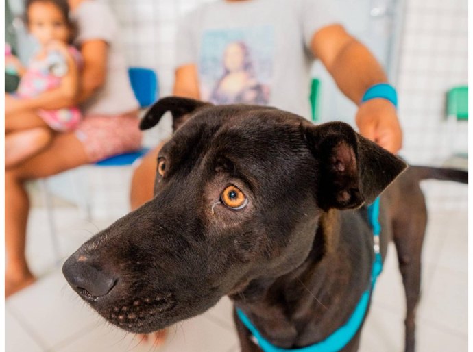 Secretaria de Estado da Cidadania ressalta cuidados com cães e gatos em períodos chuvosos
