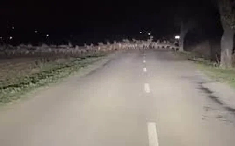 Cervos transformam estrada em espetáculo na Eslováquia