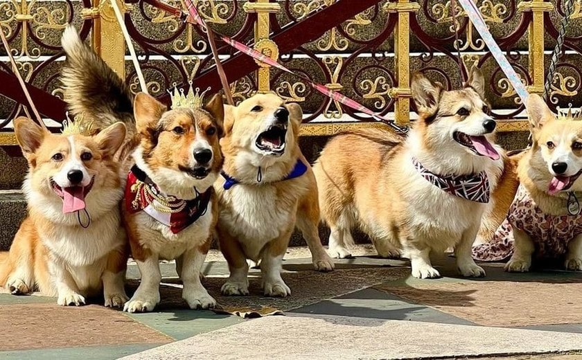 Desfile de corgis marca inicio das homenagens ao primeiro ano da morte da rainha Elizabeth II