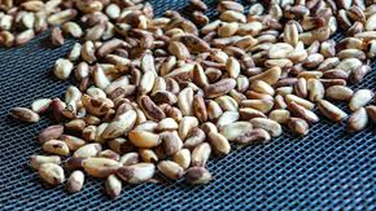 Efeito dominó: seca atinge produção de castanhas e reprodução de abelhas
