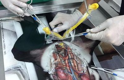 Pós-graduanda em medicina veterinária da Ufal cria modelo alternativo para técnica cirúrgica em animais