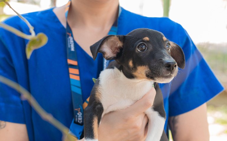 Feira de Adoção da Prefeitura de Maceió acontece neste fim de semana, na orla de Ponta Verde