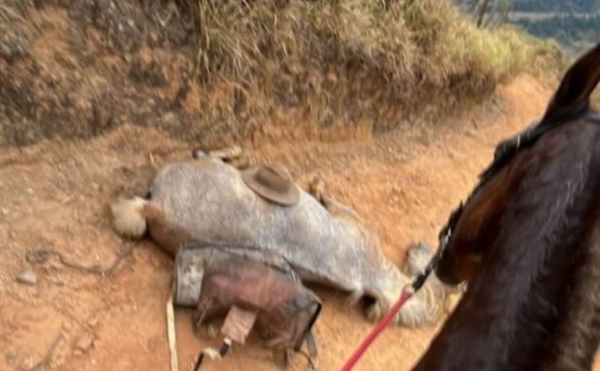 Cavalo morto após ter as patas cortadas: Ana Castela e celebridades cobram por justiça