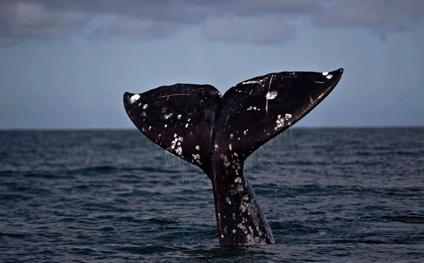 Mídia: Marinha britânica confundiu flatulências de baleia com drones submarinos russos