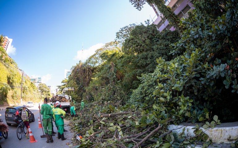 Alurb aumenta em 50% ações de poda e supressão de árvores no período chuvoso