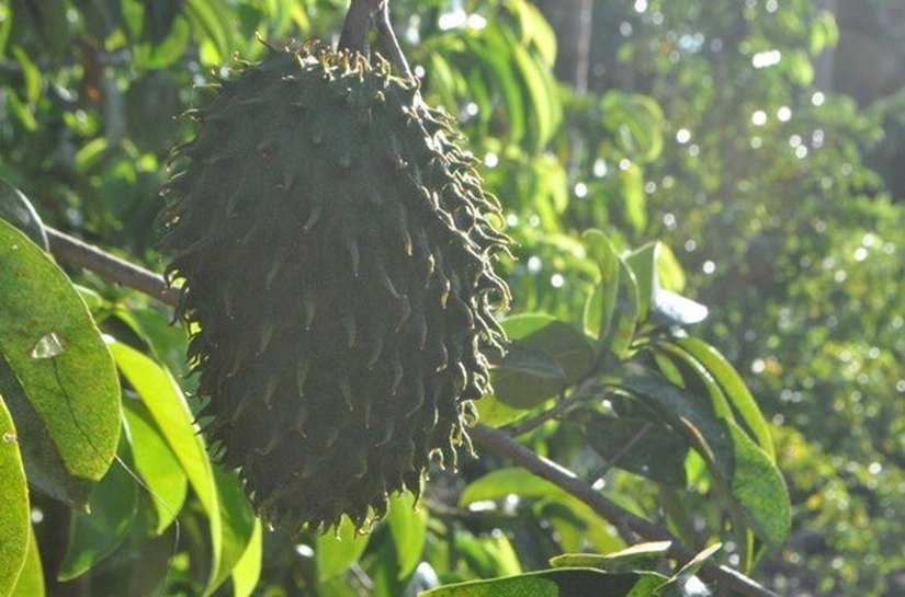 Exposição apresenta resultados do incentivo à fruticultura em Alagoas