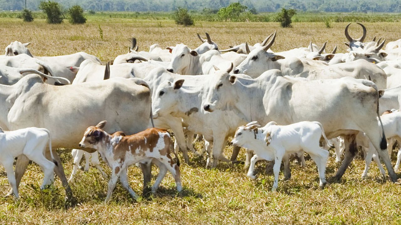 Alagoas. vendas no varejo crescem 1,4% em fevereiro, segunda alta consecutiva