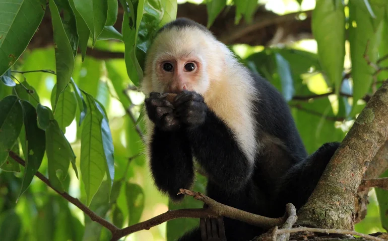 Macacos-prego intrigam a ciência e desafiam moradores do Rio na convivência, ainda mais em áreas de floresta da cidade