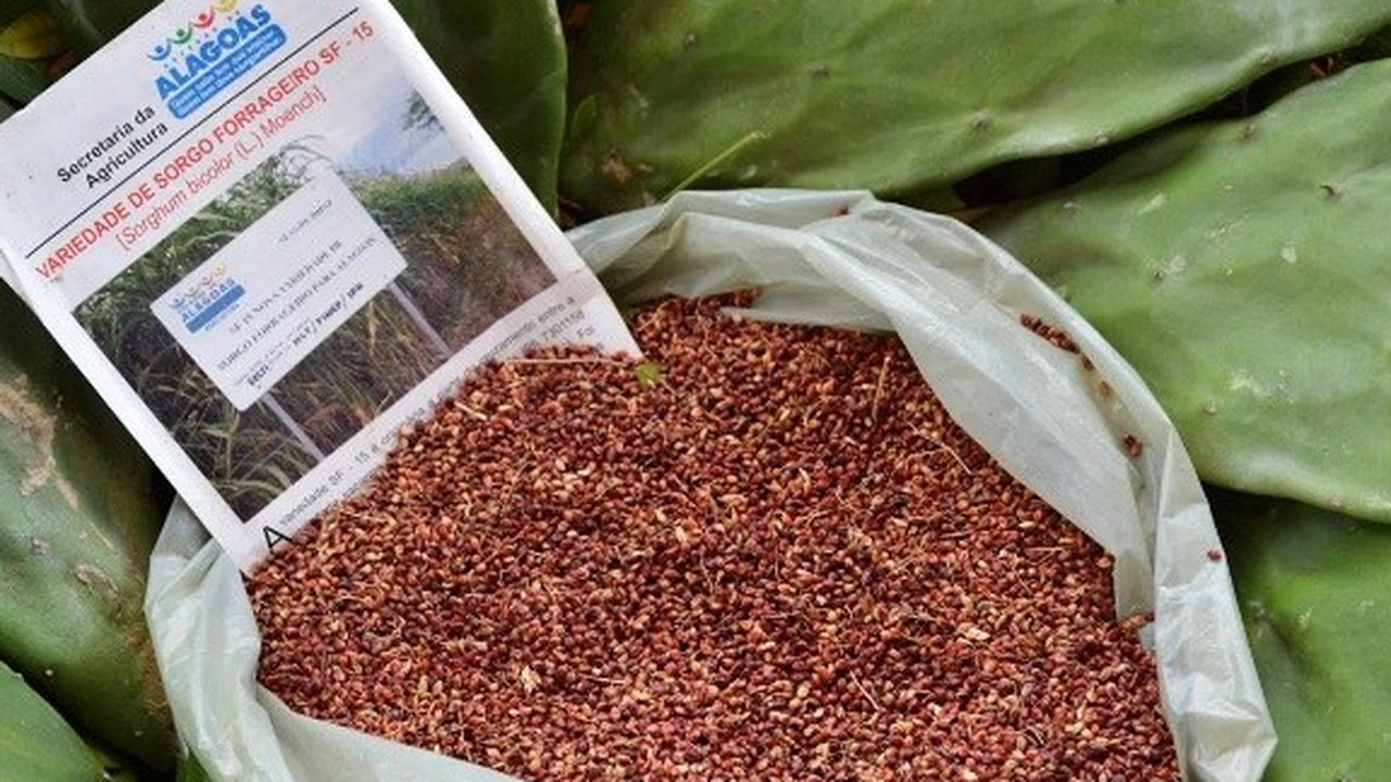 Alagoas deve ganhar 86 unidades das culturas de palma e sorgo