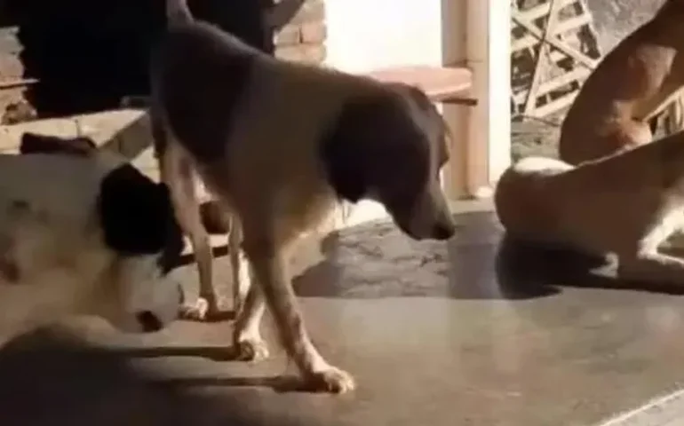 Suspeito de matar cachorros em Arapiraca, foi identificado pela Polícia Civil