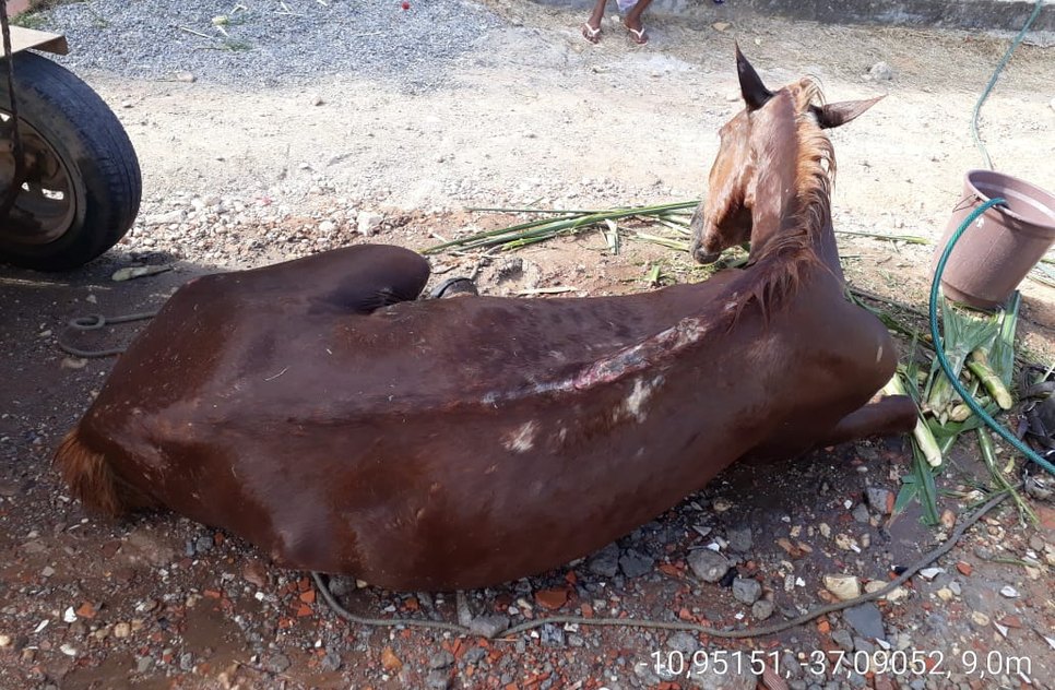 Cavalo com maus tratos / Foto: Pelotão Ambiental