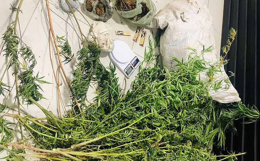 Operação apreende 300 pés de maconha e prende suspeito no interior de Alagoas