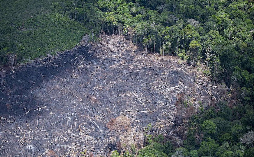 Governo estende até novembro Forças na Amazônia Legal para combater desmatamento
