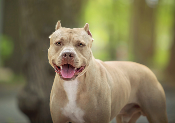 Sessão especial discutirá posse e circulação de cães considerados agressivos