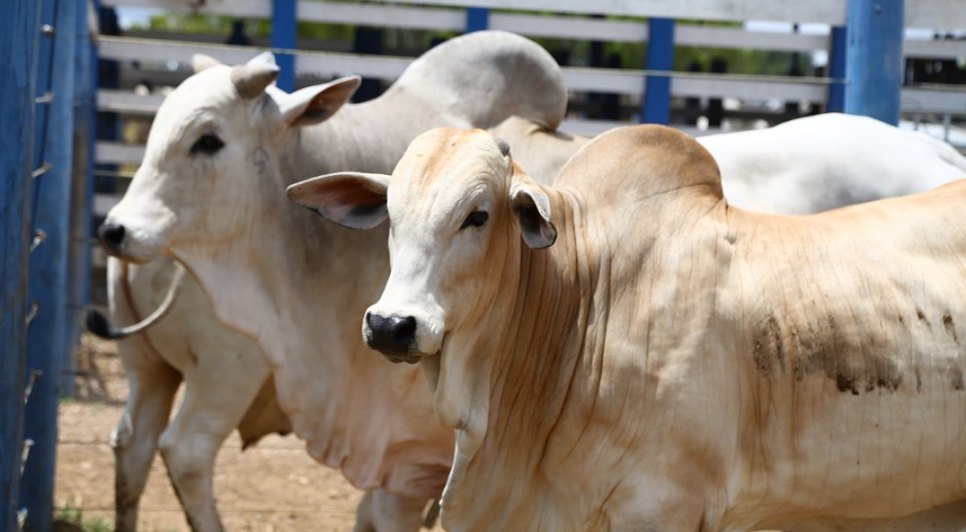 Segunda etapa da vacinação contra febre aftosa inicia na próxima segunda-feira