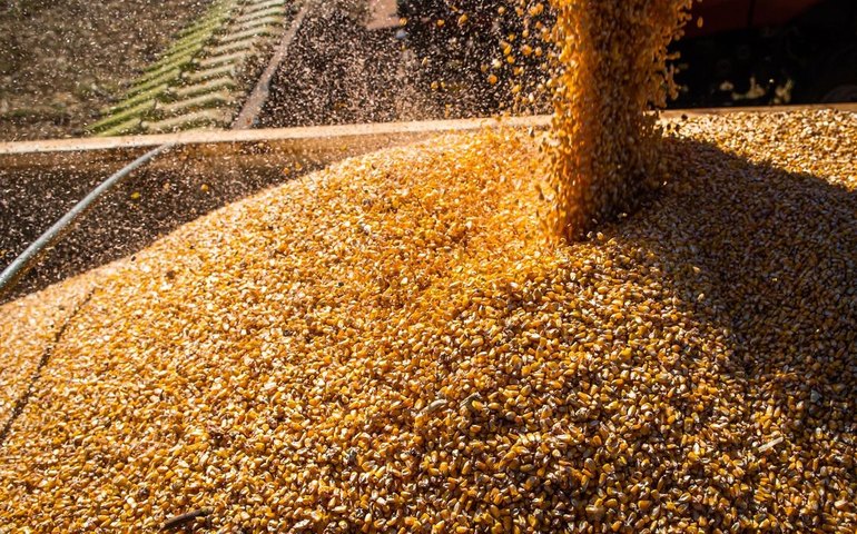 IGC mantém inalterada estimativa para safra global 2023/24 de grãos em 2,294 bilhões de t