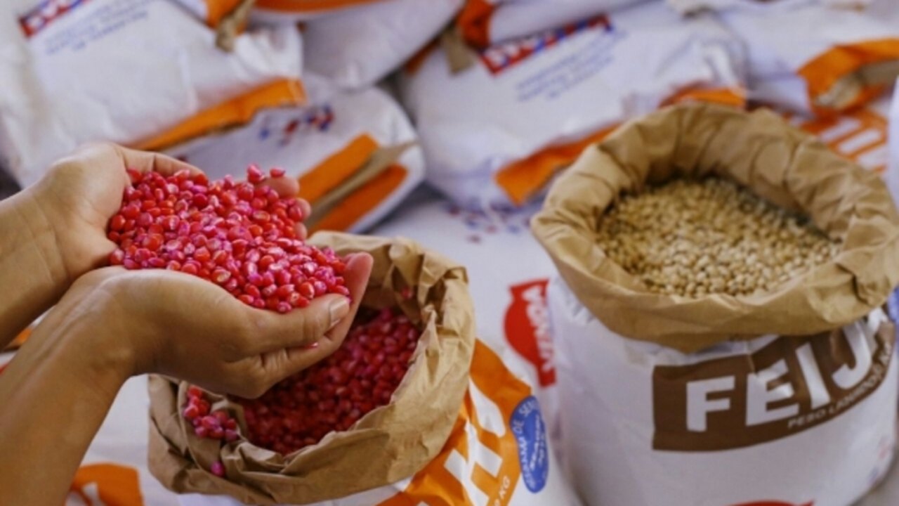 Agricultor familiar de Penedo pode solicitar semente até o próximo dia 14