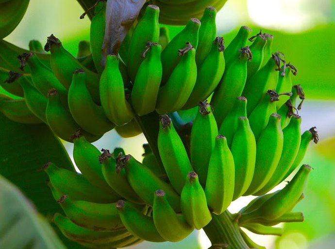 PIB agropecuário do Nordeste cresce 6,5% em 2025 e supera R$ 135 bilhões