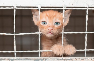 Conheça medidas preventivas sobre doença que afeta pele de animais e seres humanos