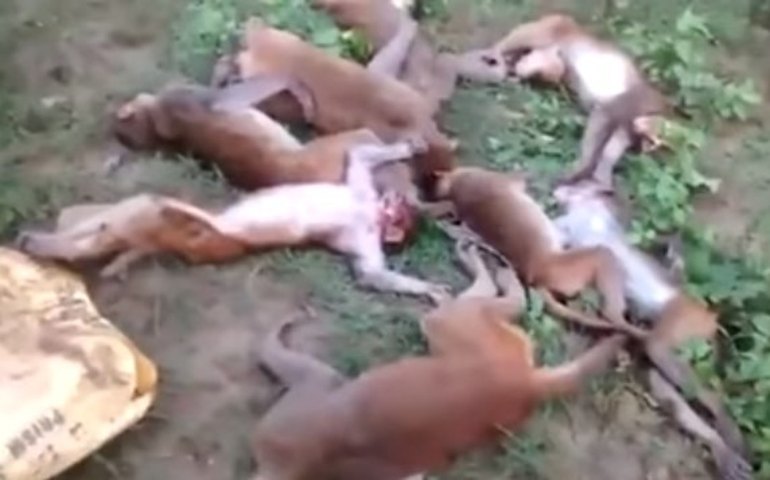 Macacos avistam tigre e morrem de ataque cardíaco