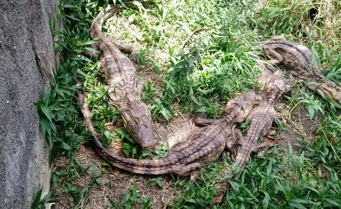 Jacarés-de-papo-amarelo permanecem em lago artificial de criatório embargado no bairro de Fernão Velho, em Maceió