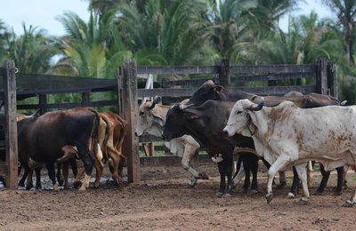 Alagoas terá R$ 850 milhões do Plano Safra 2024/2025 pelo Banco do Nordeste