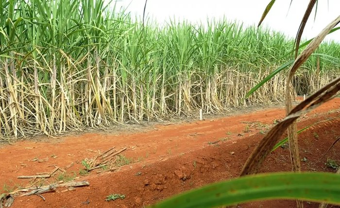 Produção superou expectativas do setor em Alagoas