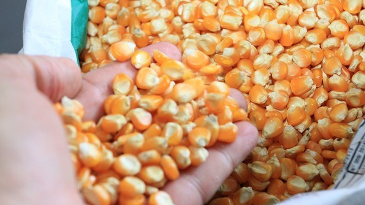Entrega de sementes renova esperança de agricultores alagoanos na produção