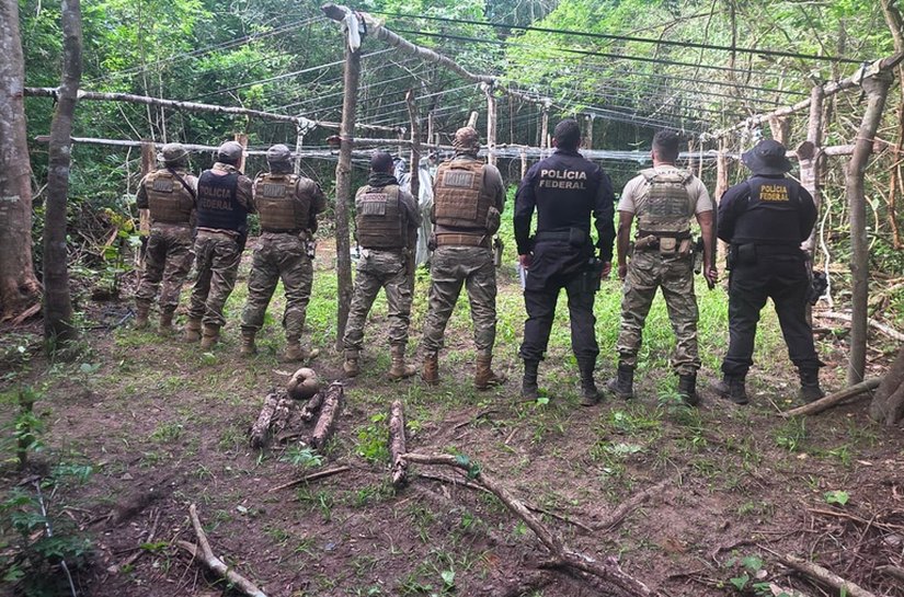 PF e PM/AL destroem 2,8 mil pés de maconha