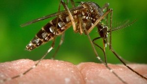 aedes