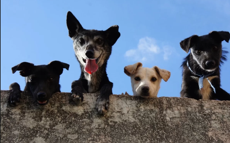 Vira-latas são favoritos entre os brasileiros, aponta pesquisa
