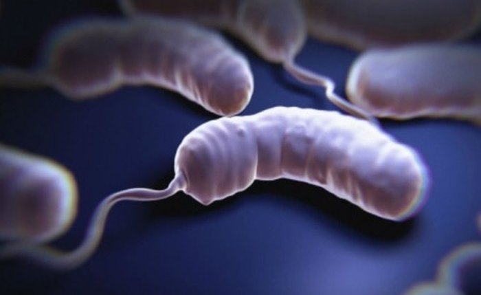 Bactéria chamada Vibrio cholerae é a responsável por causar a infecção