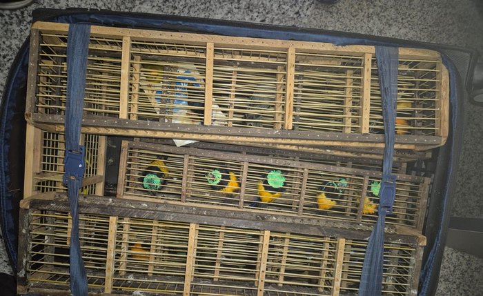 Aves seriam transportadas para a cidade de São Paulo