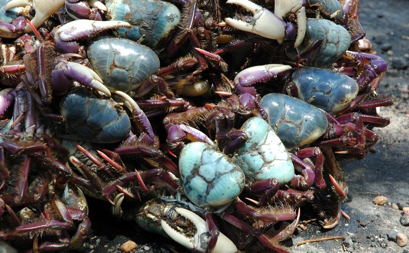 Inicia segundo período do defeso do caranguejo-uçá em 2018