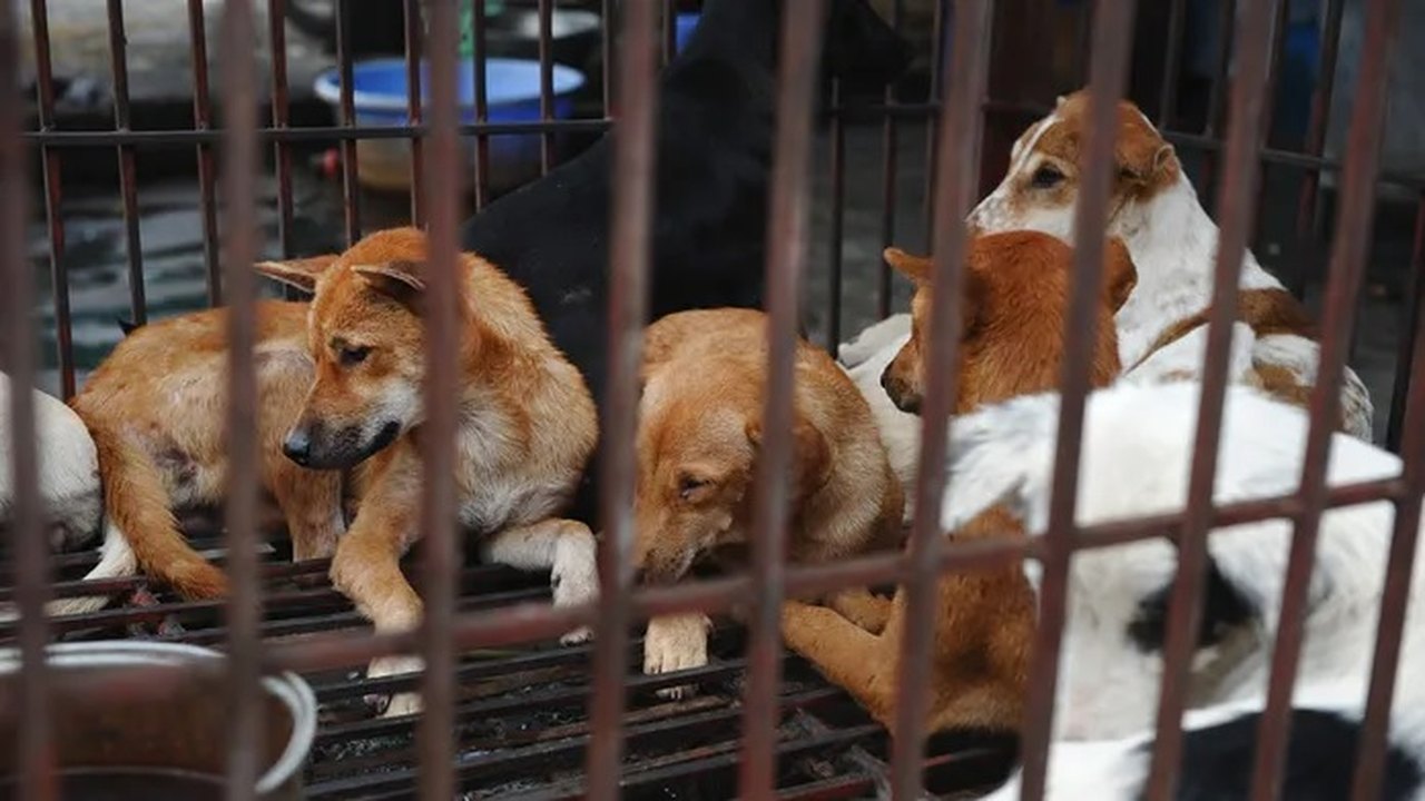 Tradicional mercado da Indonésia é proibido de vender carne de cão e gato