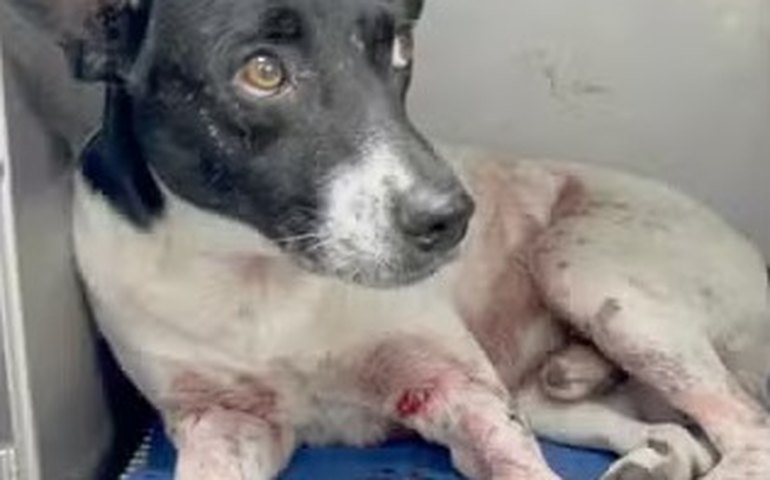 Cachorro é baleado no Morro do Turiaçu, na Zona Norte do Rio
