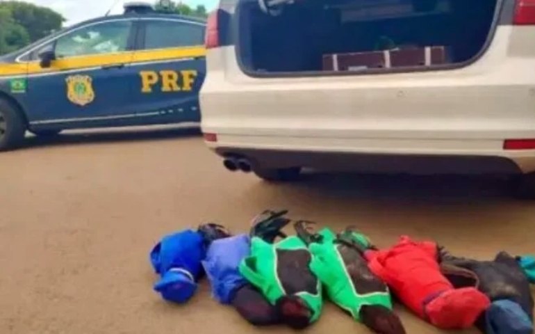 PRF flagra prefeito do Paraná com seis galos de rinha em carro oficial