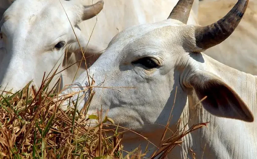 Aftosa: Japão, Coreia do Sul e Grã Bretanha suspendem compra de produto animal da Alemanha