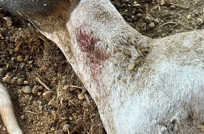 'Chupa-cabra' volta a atacar rebanho no Agreste de Alagoas