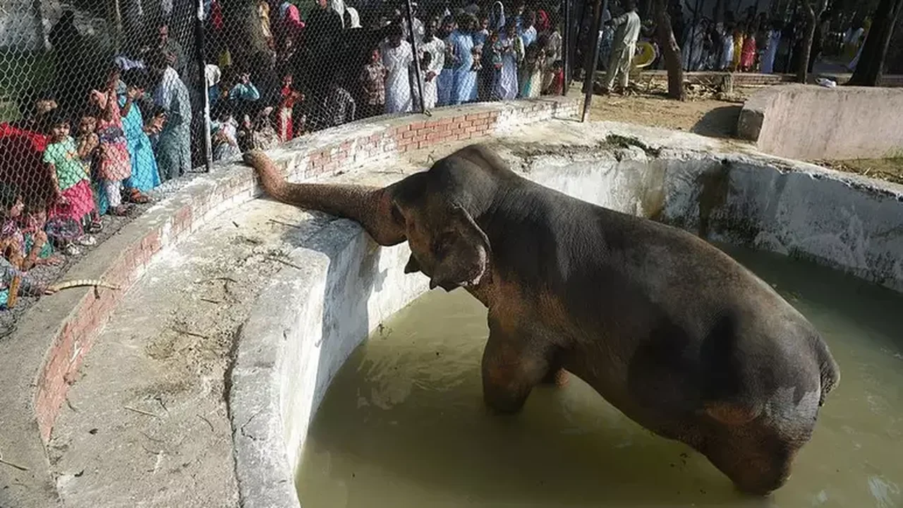 Antigo zoológico no Paquistão se transforma em 'centro de reabilitação' para salvar animais maltratados