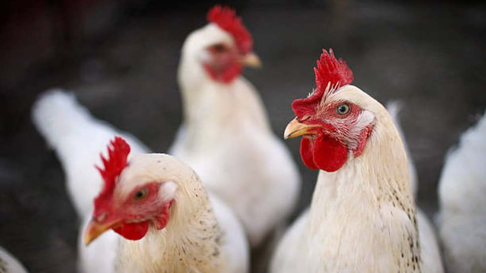 Mais de 30 Países Impõem Restrições à Carne de Frango do Brasil Após Detecção de Gripe Aviária