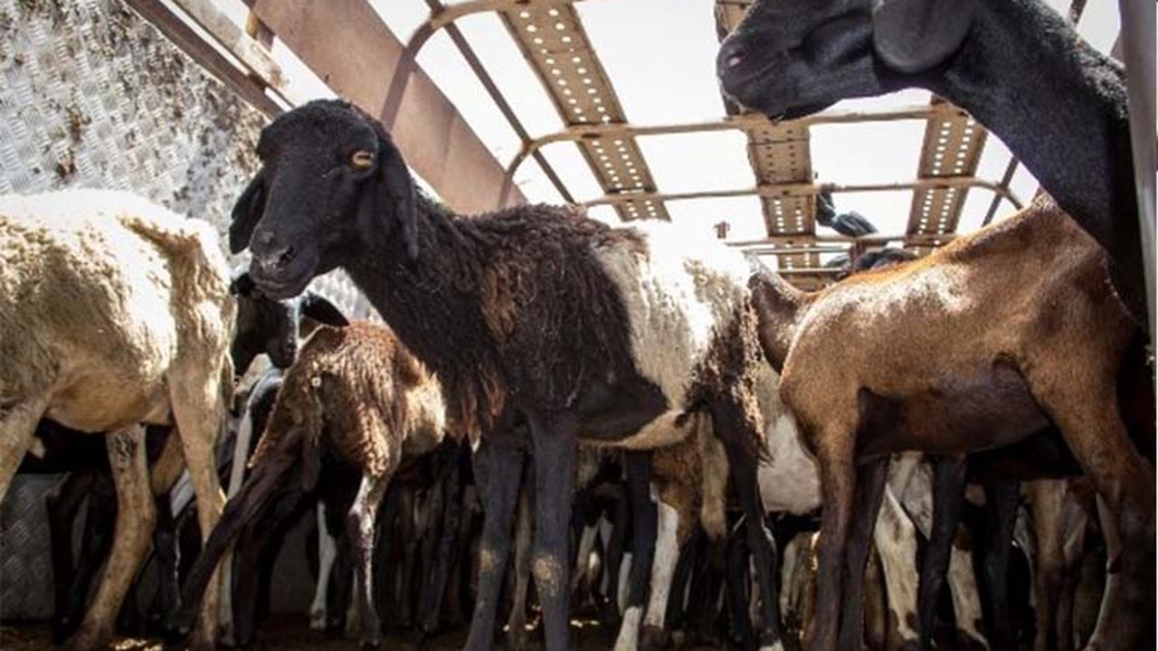 Produção de sabonetes à base de leite é impulsionada por APL Ovinocaprinocultura