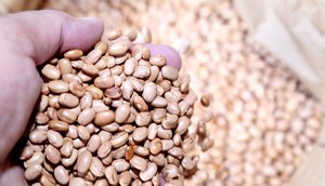 Sergipe registra maior crescimento na produção de grãos no Nordeste / Fotos: Jorge Henrique/ASN