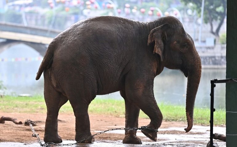 Elefantas acorrentadas no zoológico de Hanói causam indignação no Vietnã
