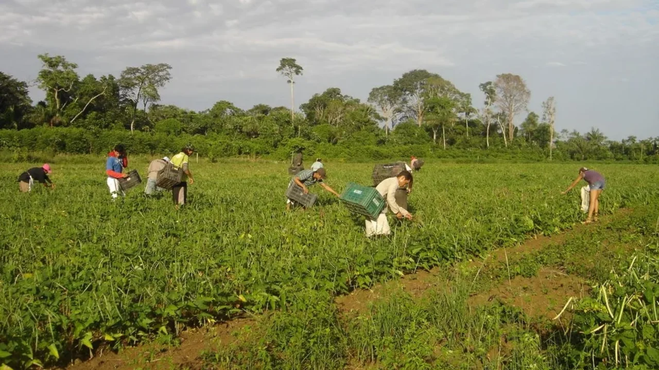 Confiança de produtores rurais dos EUA cai pelo segundo mês seguido em julho