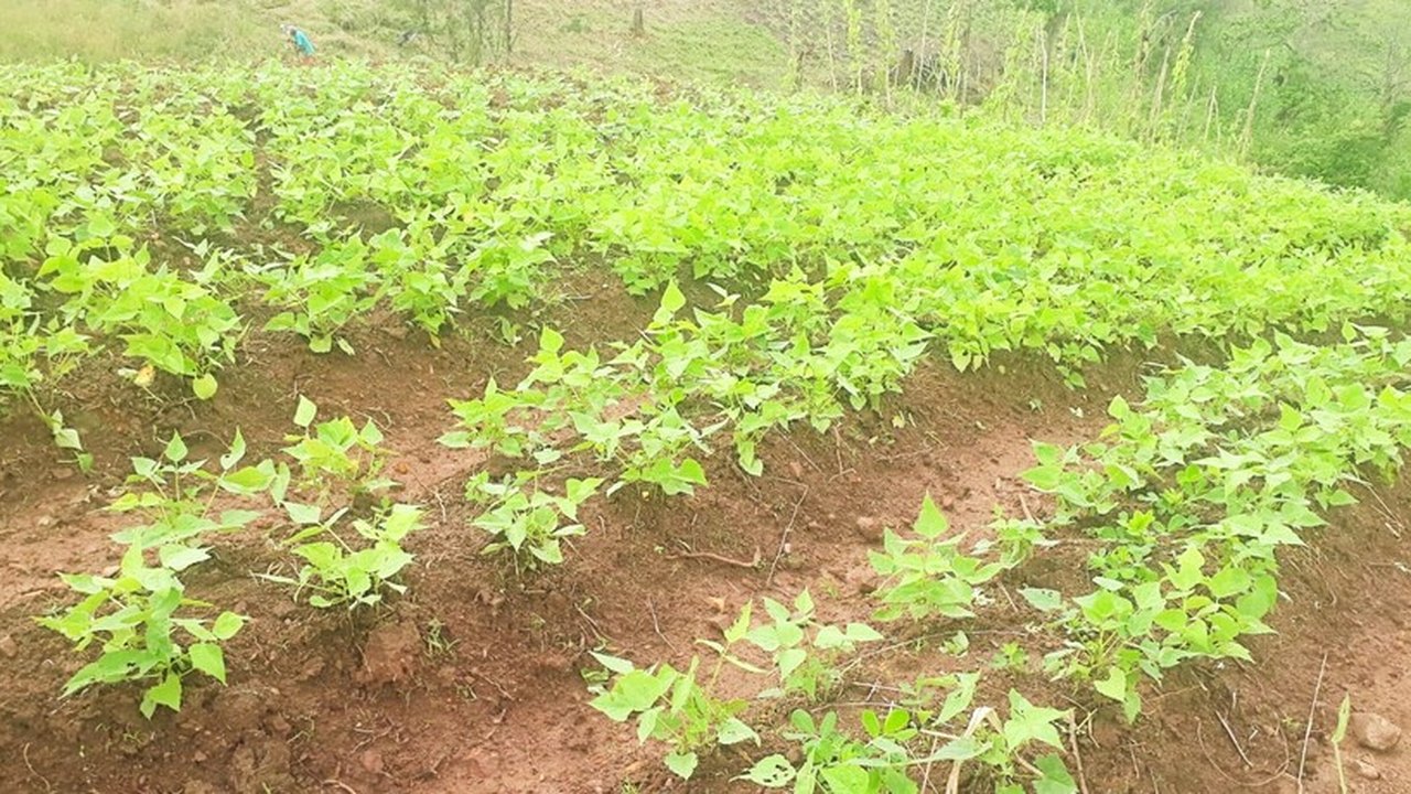 Famílias do Programa Cultiva Mais Viçosa começam a colher produção