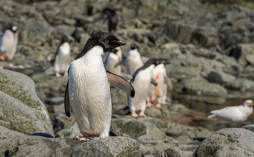 Falklands, Malvinas para os argentinos, viram paraíso gelado de prosperidade quatro décadas após guerra 