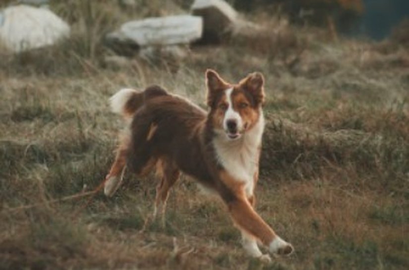 Tricuríase: doença intestinal que compromete a saúde e bem-estar dos pets
